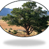 Colorado Tree & Firewood Company in Fort Collins, Larimer County – Your Trusted Wood Supplier Timber and lumber distributors USA, Wholesale wood suppliers in USA Colorado Tree & Firewood Company