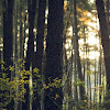 Wood Suppliers in Cincinnati Timber and lumber distributors USA, Wholesale wood suppliers in USA Business Ohio Wood Connection